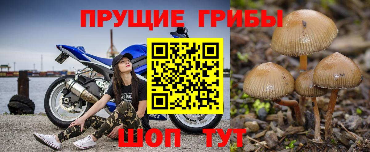 Галлюциногенные грибы Cubensis Выкса